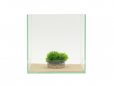 Moss tuft - 7cm